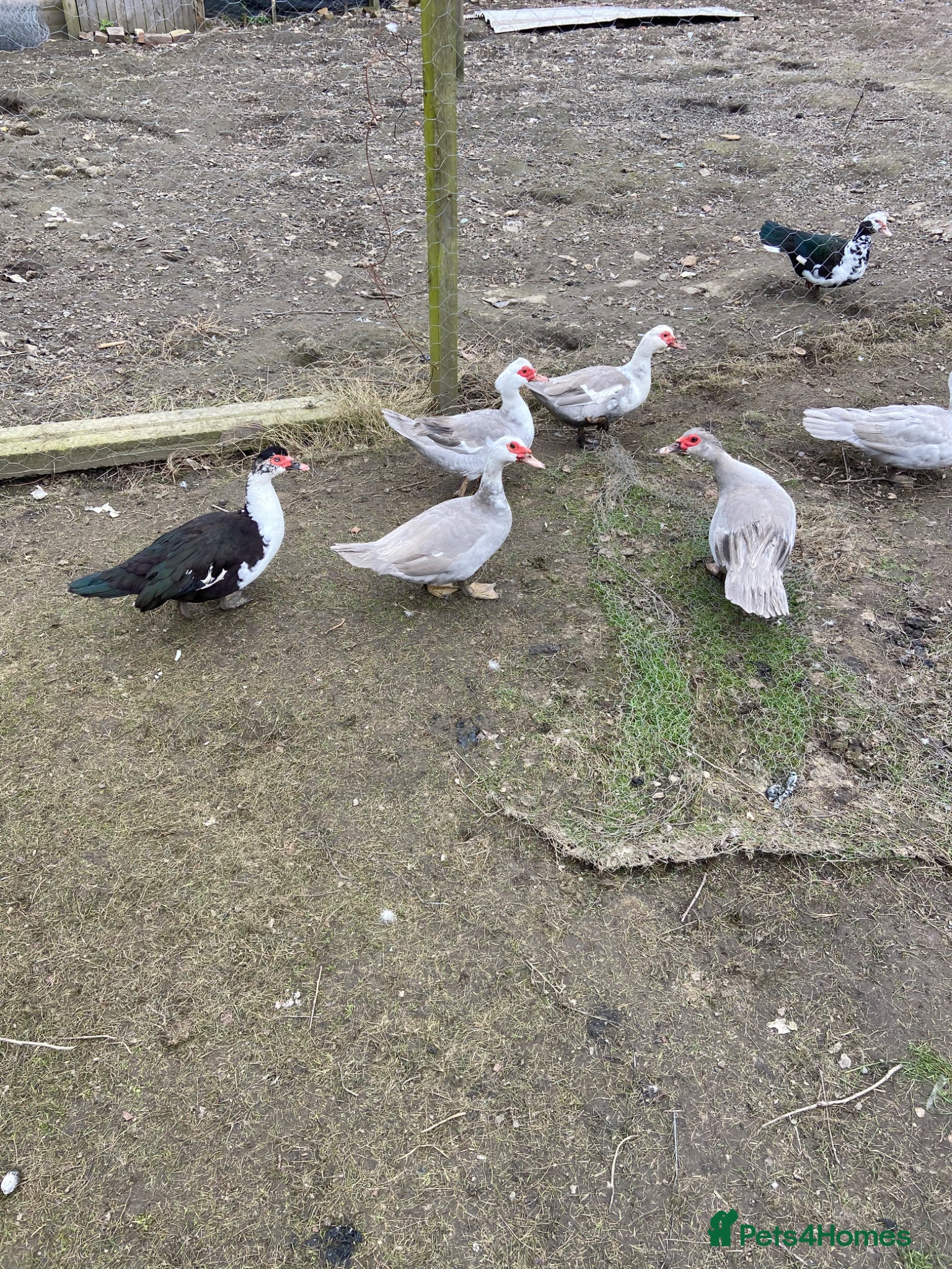 Ducks poultry for sale: Muscovy duck one week old - Advert 1