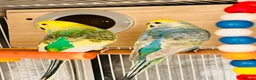 Budgerigars birds for sale: 6 Beautiful Budgies for Sale Including Cage & Food in Stevenage - Advert 7