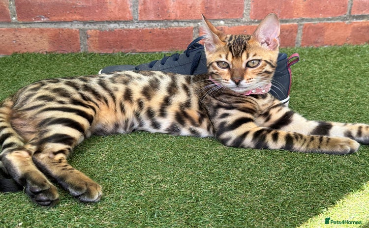 Bengal cats - Advert 4