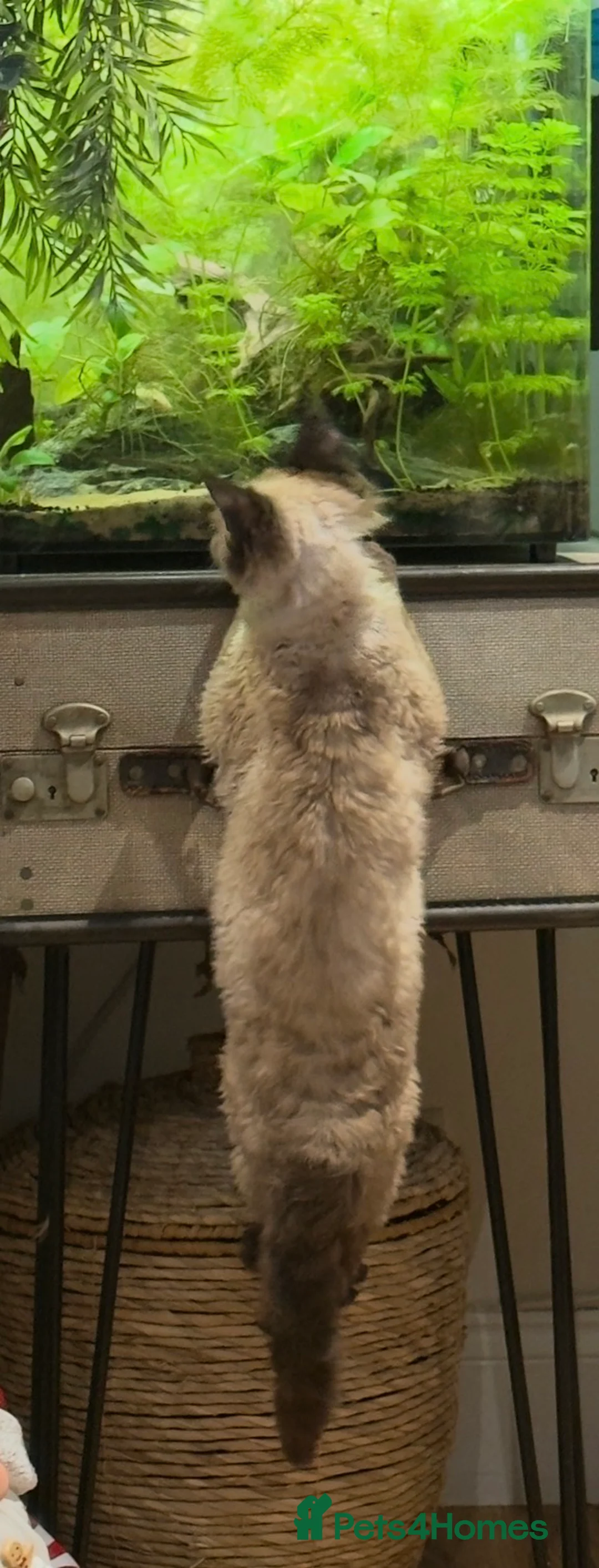 Devon Rex cats for sale: GCCF Active reg female longhair Devon Rex  - Advert 2