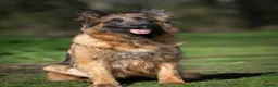 German Shepherd dogs for sale: Beautiful German Shepherd Puppies  - Advert 10
