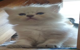 Siberian cats for sale: Pure gorgeous Siberian Kittens, Hypoallergenic - Image 38