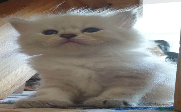 Siberian cats - Advert 11