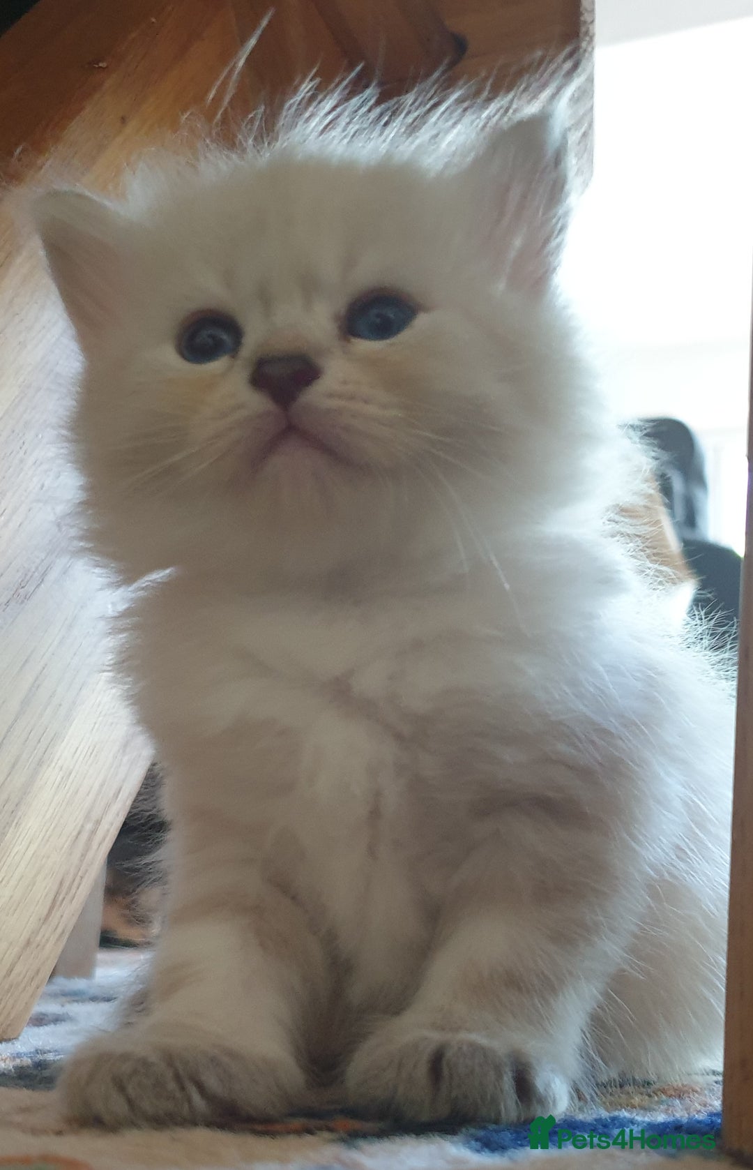 Siberian cats for sale: Pure gorgeous Siberian Kittens, Hypoallergenic - Image 38