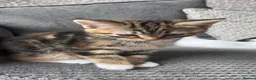 Maine Coon cats for sale: Half Maine coon kittens unique calico markings  - Advert 11