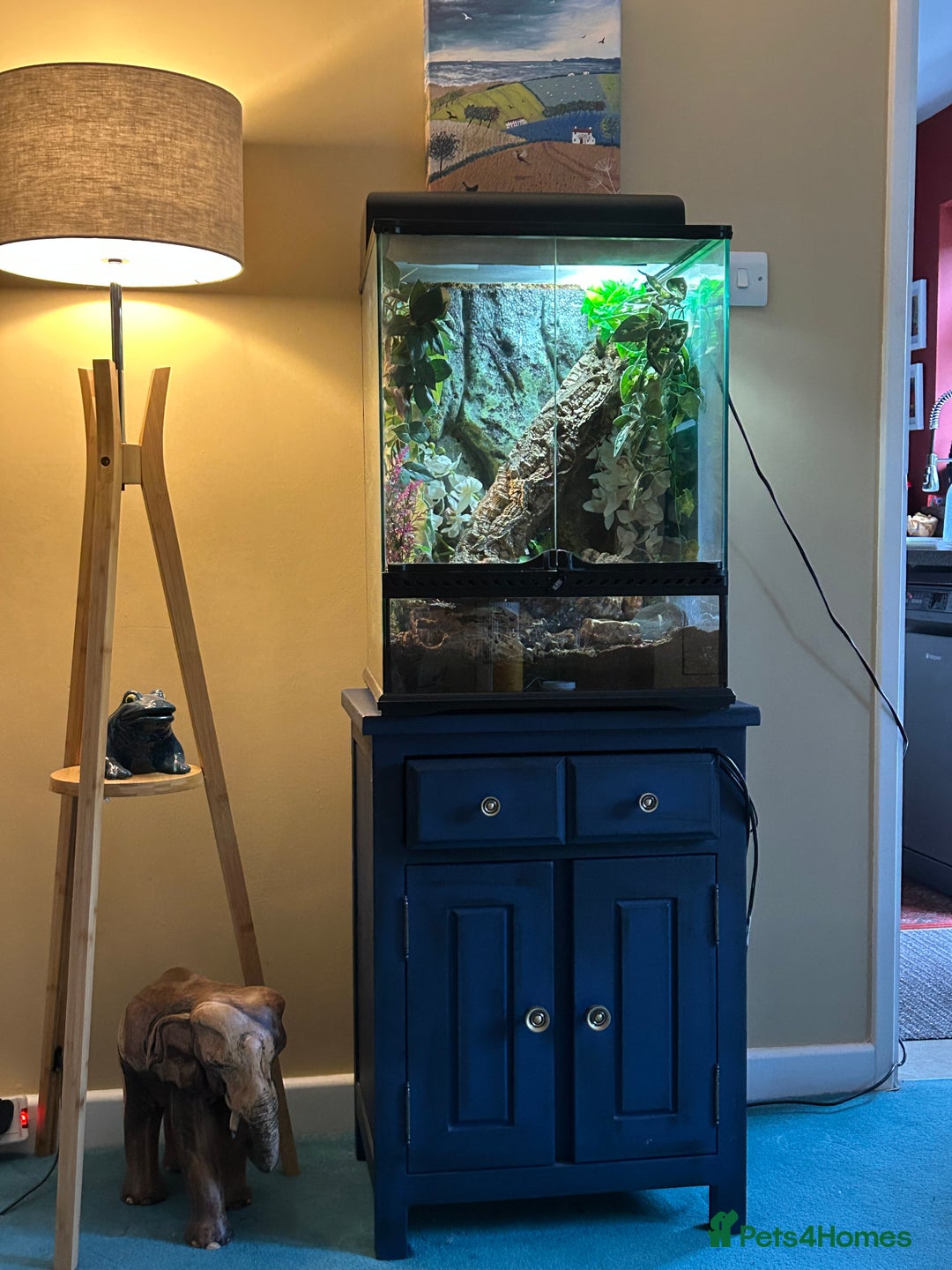 Gecko reptiles for sale: Crested Gecko for sale - Image 2