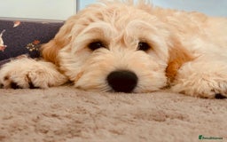 Goldendoodle dogs for stud: Beautiful golden doodle DNA tested/sperm count  in Sutton Coldfield - Image 4