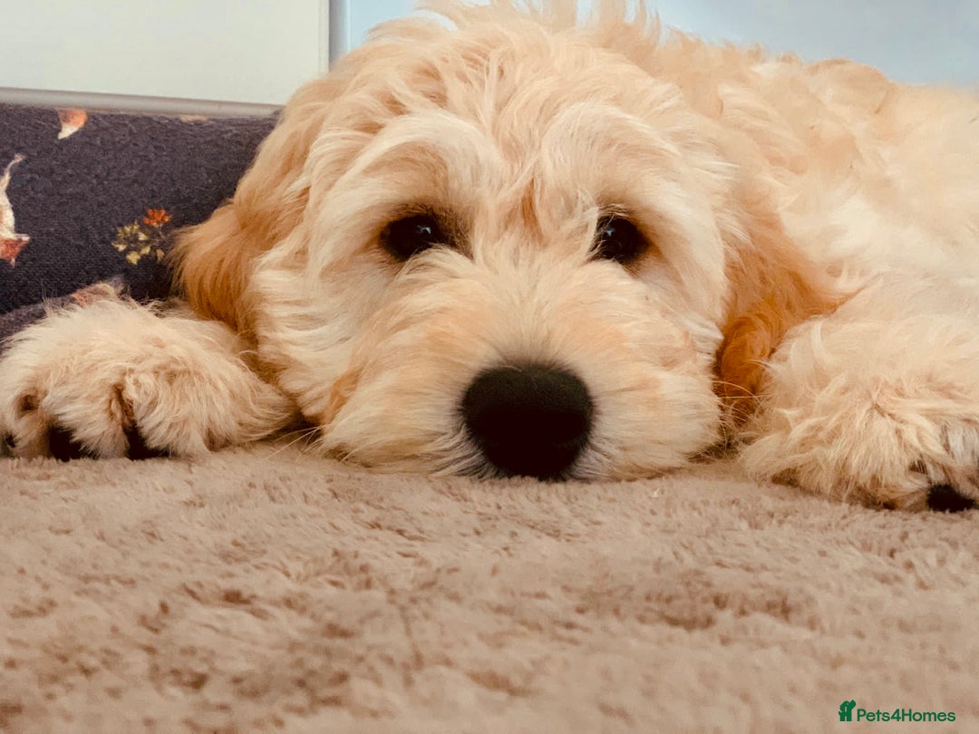 Goldendoodle dogs for stud: Beautiful golden doodle DNA tested/sperm count  in Sutton Coldfield - Image 4