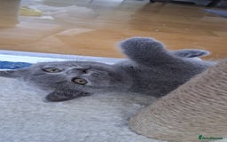 British Shorthair cats for sale: Beautiful British shorthair litter - Image 5
