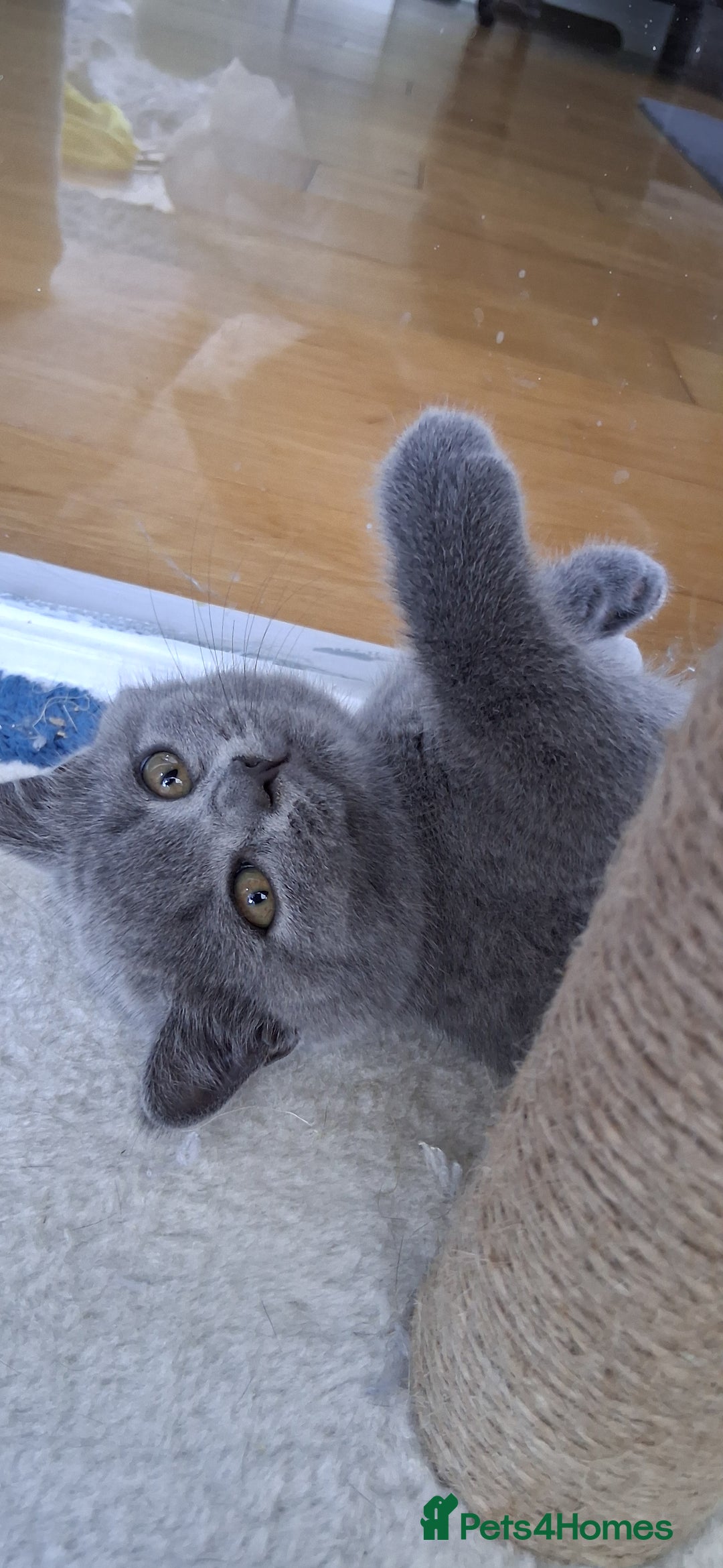 British Shorthair cats for sale: Beautiful British shorthair litter - Image 5