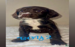 Cocker Spaniel dogs for sale: 5 GORGEOUS COCKERS    - Image 3