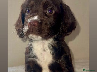 Cocker Spaniel dogs 5 GORGEOUS COCKERS - Advert 13