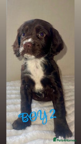 Cocker Spaniel dogs 5 GORGEOUS COCKERS - Advert 8