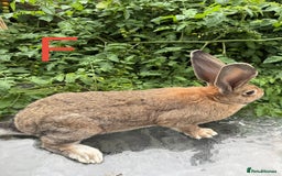 Continental Giant rabbits for sale: 2 HUGE Continental Giants - Image 2