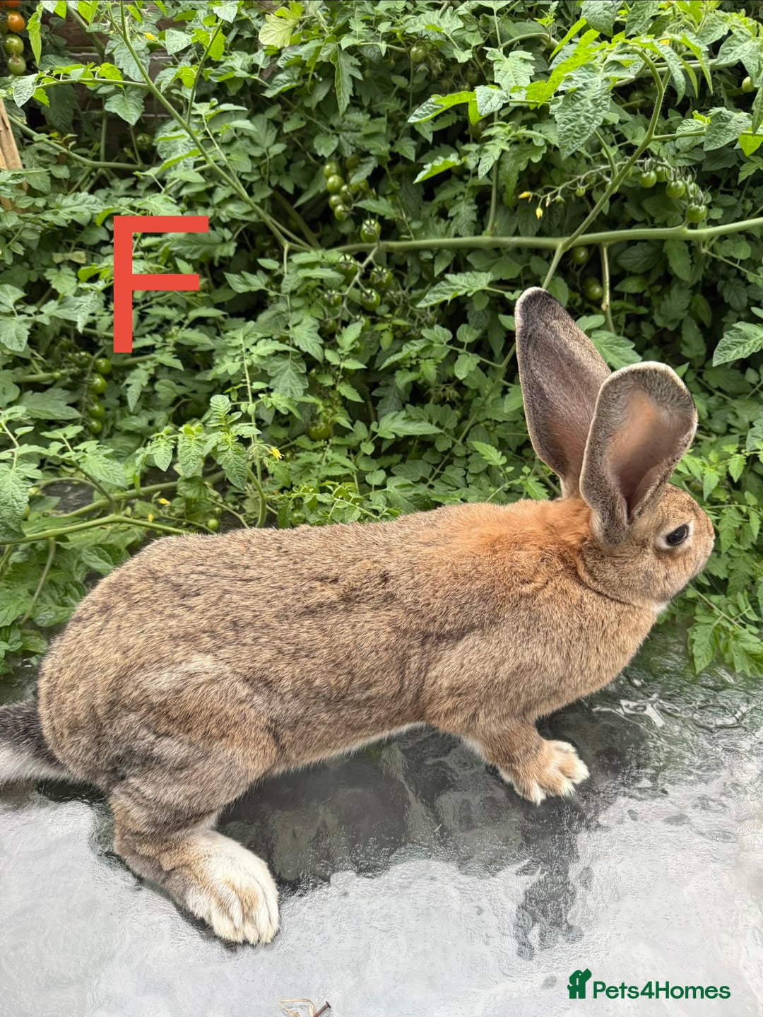 Continental Giant rabbits for sale: 2 HUGE Continental Giants - Image 2