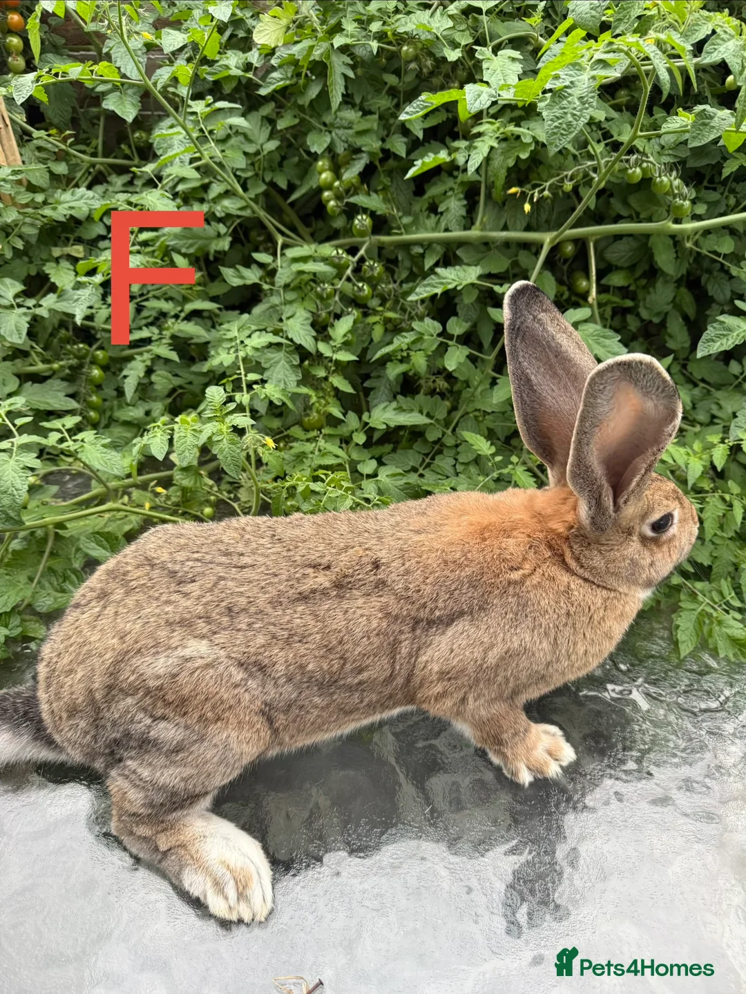 Continental Giant rabbits for sale: 2 HUGE Continental Giants - Advert 2