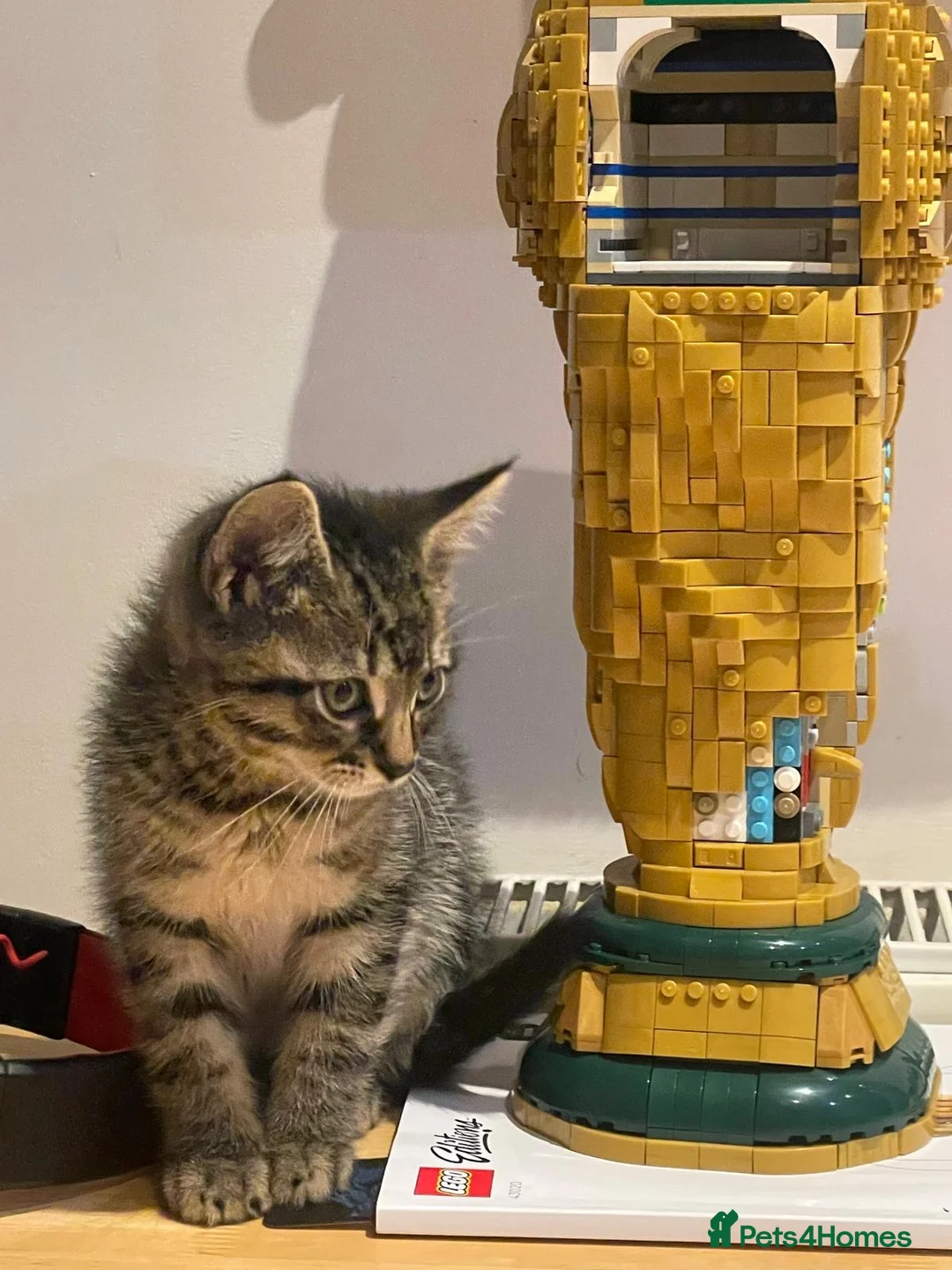Mixed Breed cats for sale: A male  in London - Advert 2