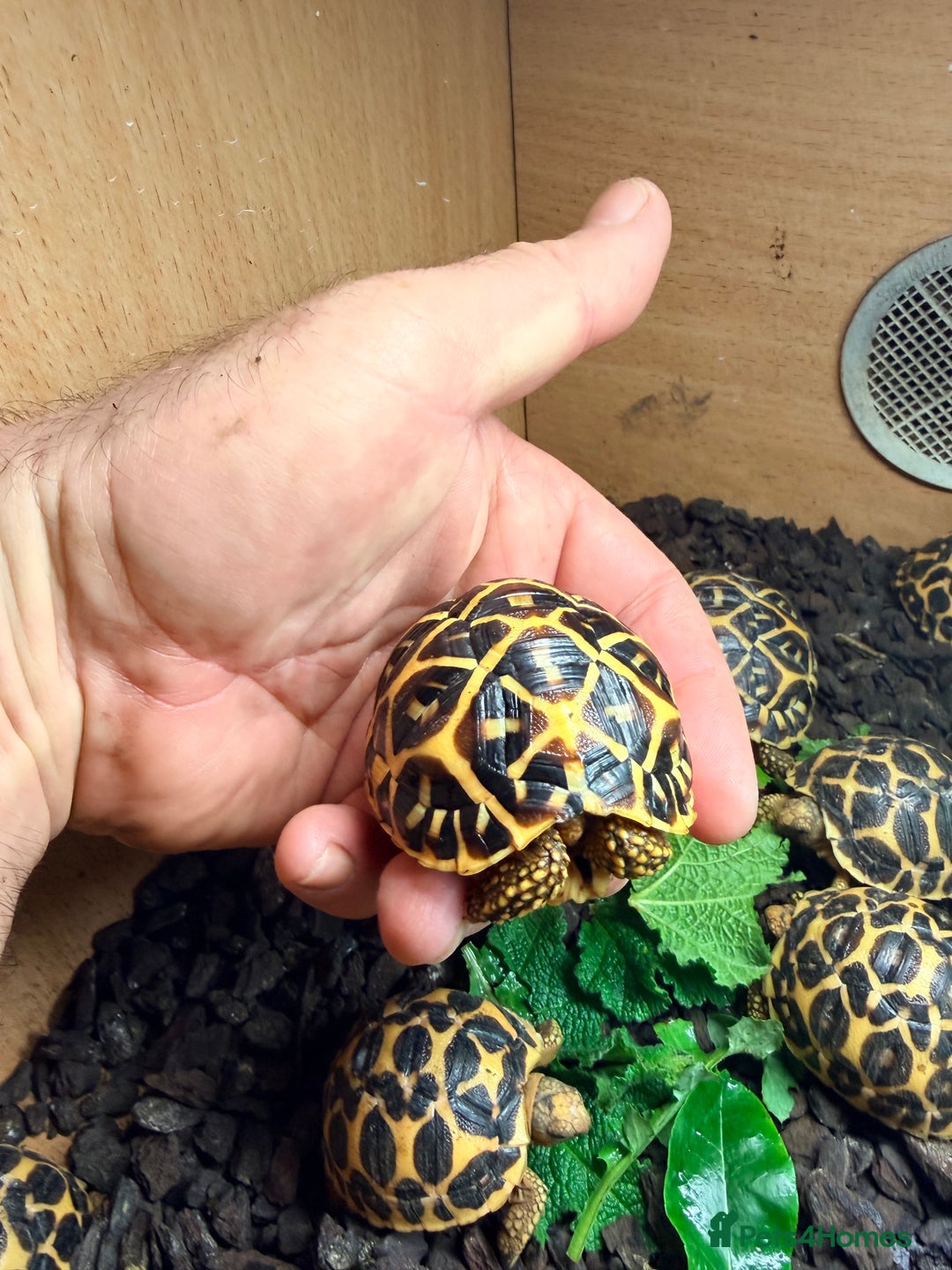 Tortoise reptiles for sale: Indian star tortoise  - Advert 6