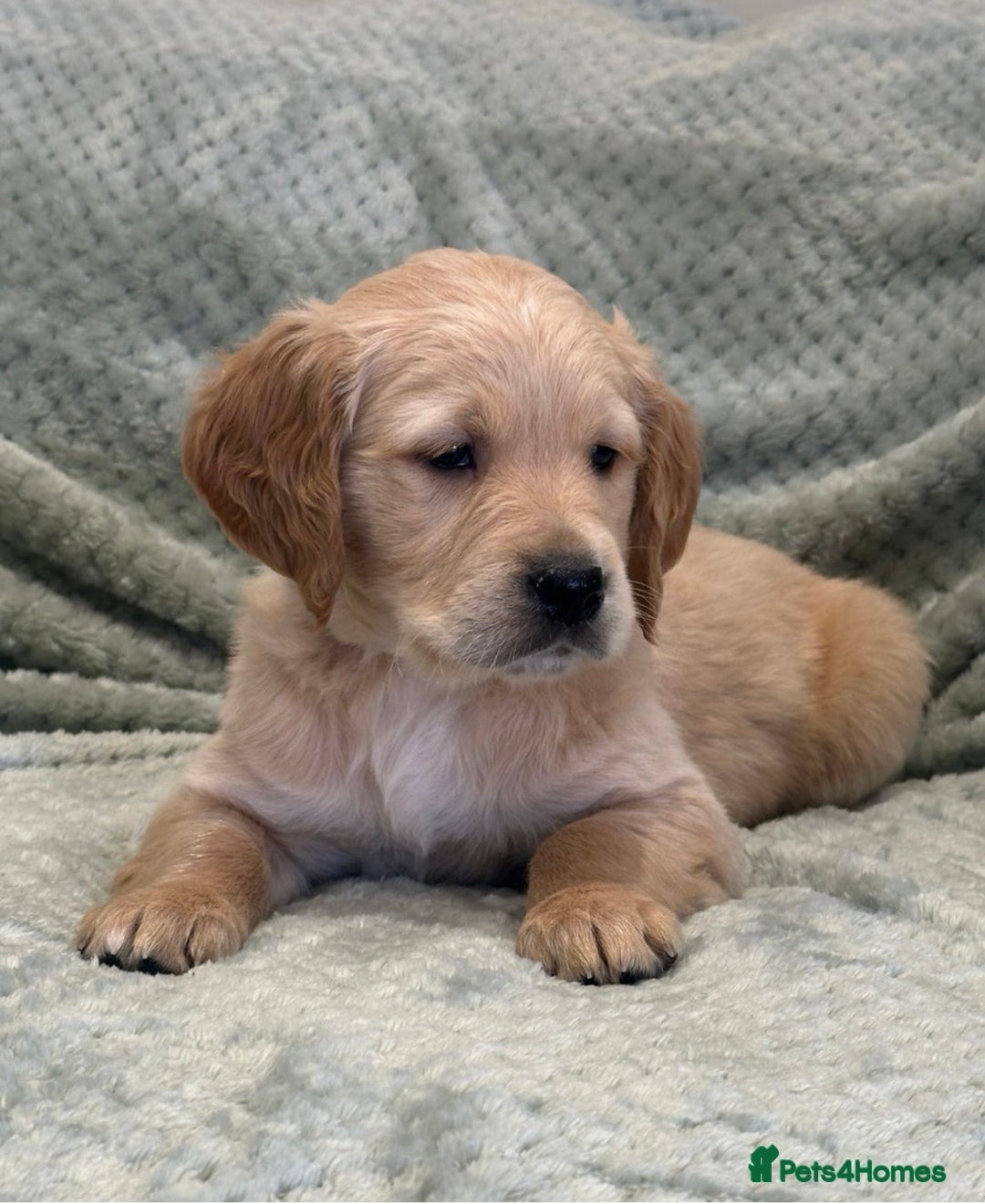 Golden Retriever dogs for sale: Golden Retriever Puppy - Advert 4