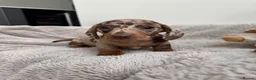 Miniature Dachshund dogs for sale: Miniature dachshund  - Advert 5