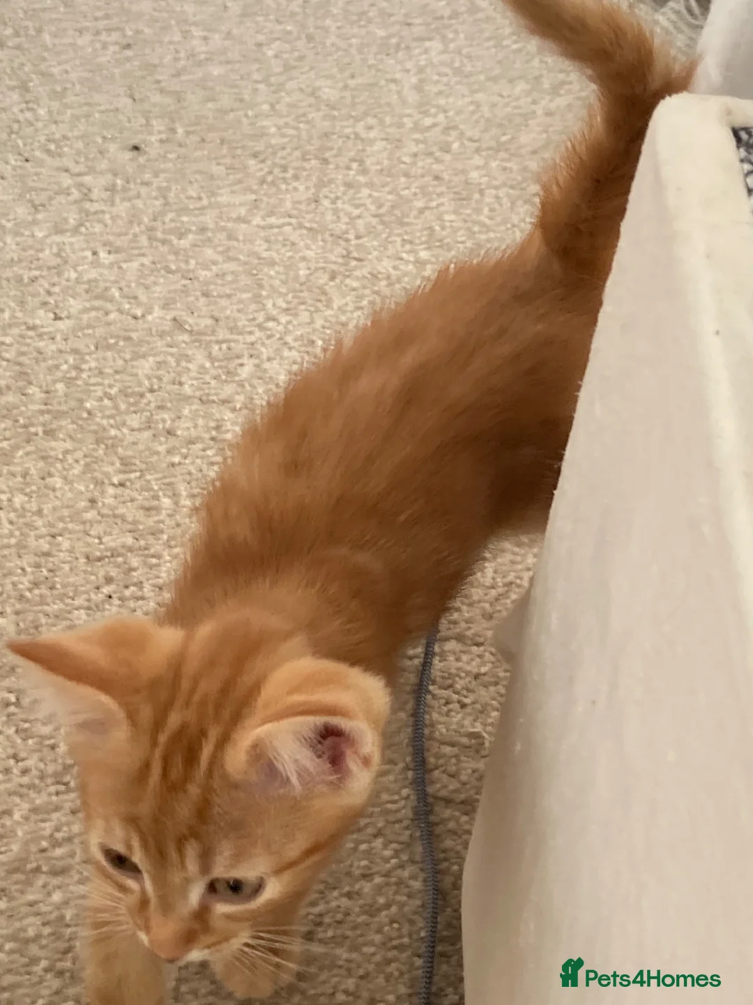 Domestic Shorthair cats for sale: Joyful little kittens - Advert 2
