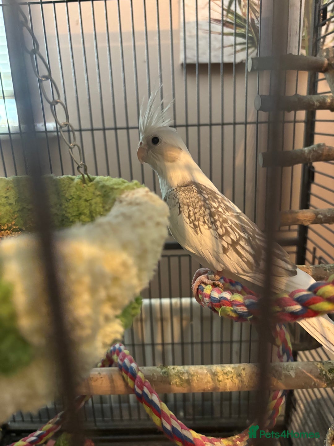 Cockatiels birds for sale: Eight birds for sale and 3 large cages £810 - Image 7