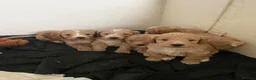 Cockapoo dogs for sale: F1 Cockerpoos  in Telford - Advert 15