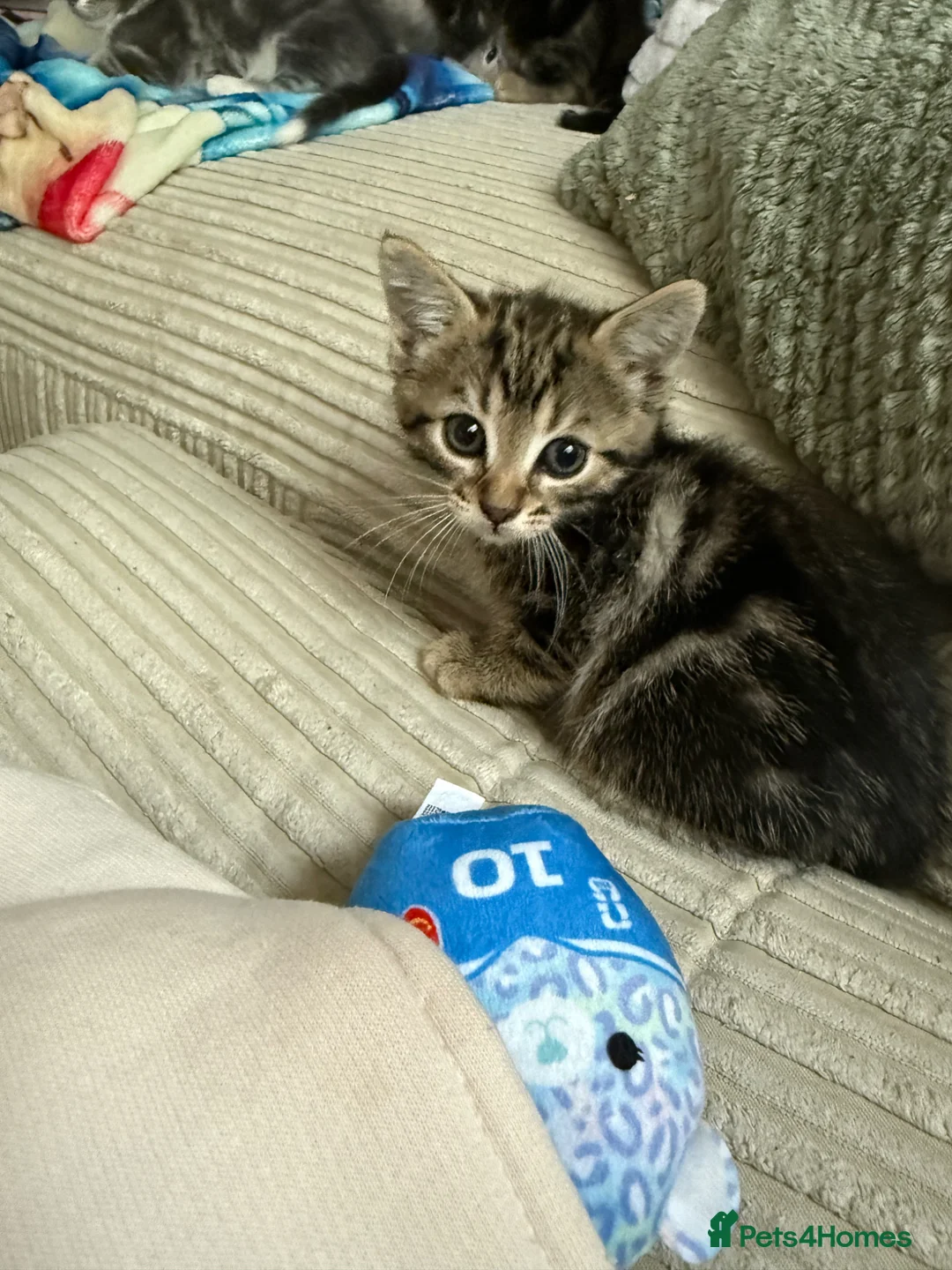 Mixed Breed cats for sale: 2 tebby’s kittens for sale - Advert 2
