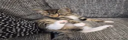 Mixed Breed cats for sale: Adorable tabby kittens ready for a new home - Advert 2