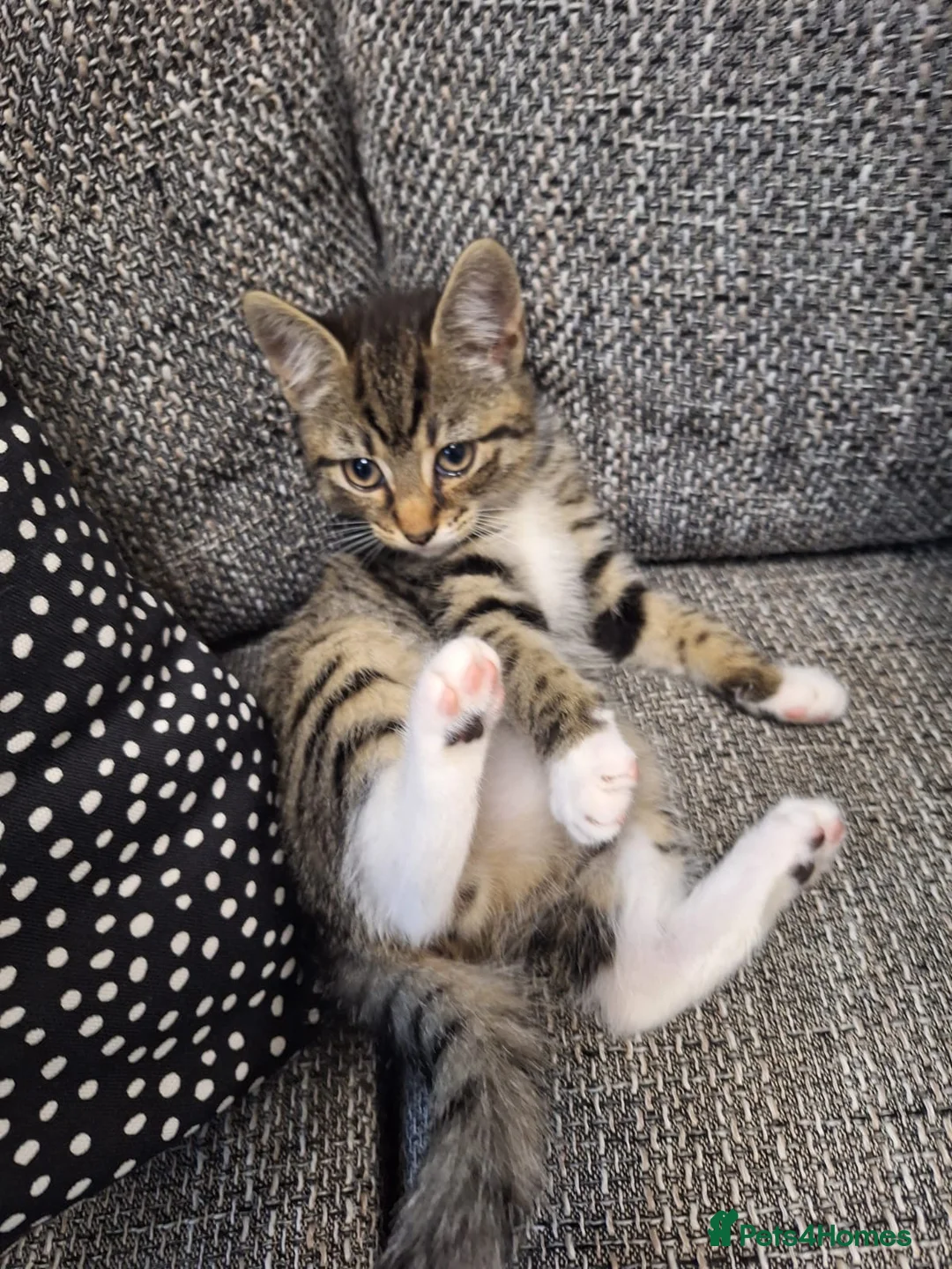 Mixed Breed cats for sale: Adorable tabby kittens ready for a new home - Advert 2