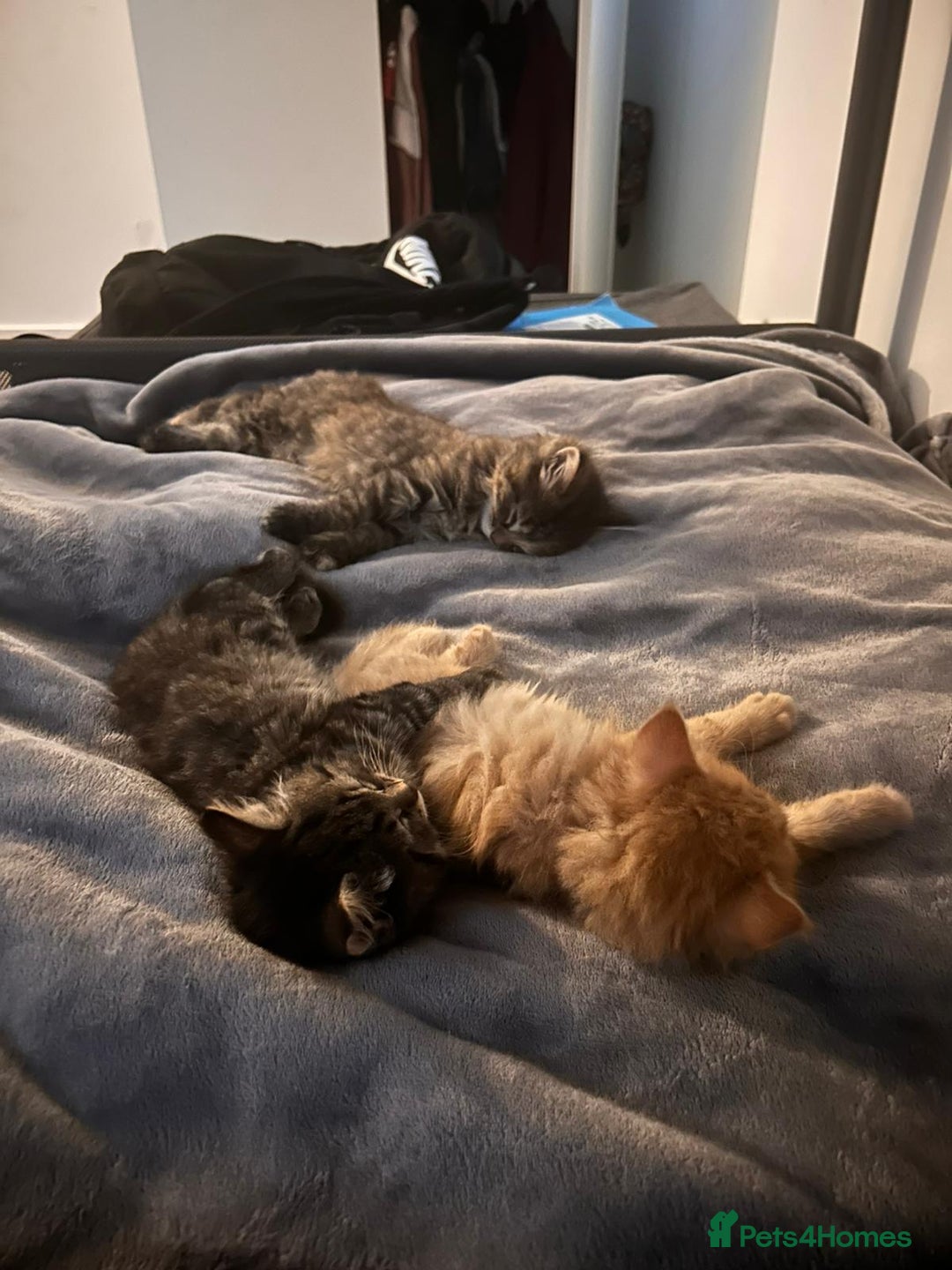 Mixed Breed cats for sale: Kittens ready for their forever home  - Image 5