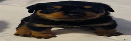 Rottweiler dogs for sale: 2 Gorgeous full pedigree Rottweiler puppies left  - Advert 6