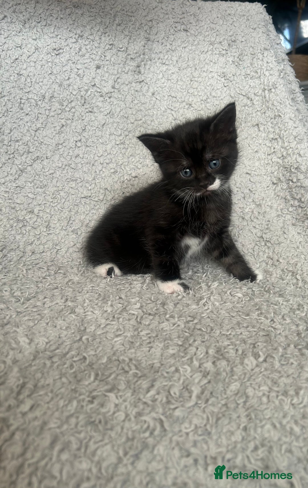 Norwegian Forest Cat cats for sale: BLACK&SILVER NORWEGIAN BOY LEFT  - Advert 6