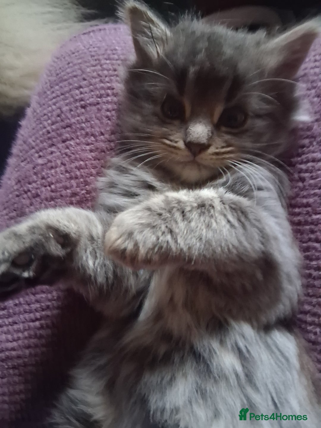 Mixed Breed cats for sale: AWESOME FLUFFY CHUNKY NORWEGIAN FOREST CAT X - Advert 15