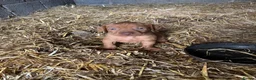 Hungarian Vizsla dogs for sale: Hungarian Viszla Puppies For sale in Church Stretton - Advert 3