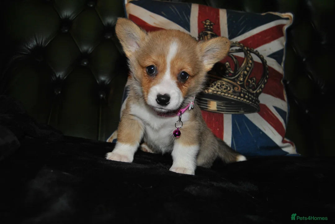 Welsh Corgi Pembroke dogs for sale: Are Beautiful Girls Storm/Darling/Petal - Advert 31