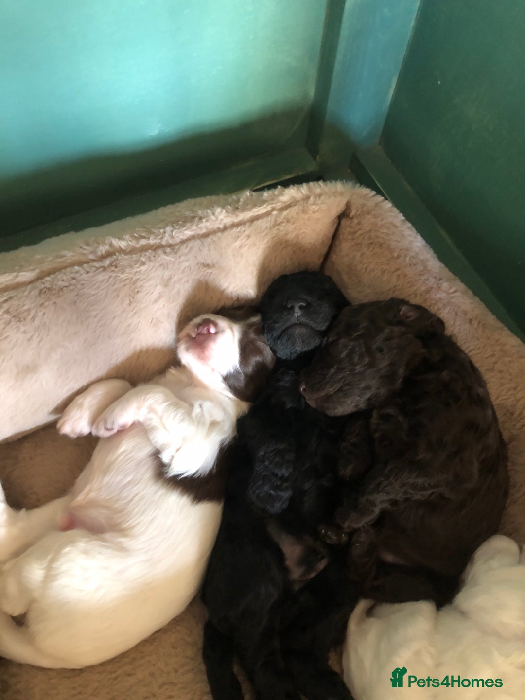 Cockapoo dogs for sale: Cockerpoo f1b puppies for sale  - Image 3