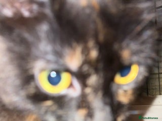 Bombay cats - Advert 6