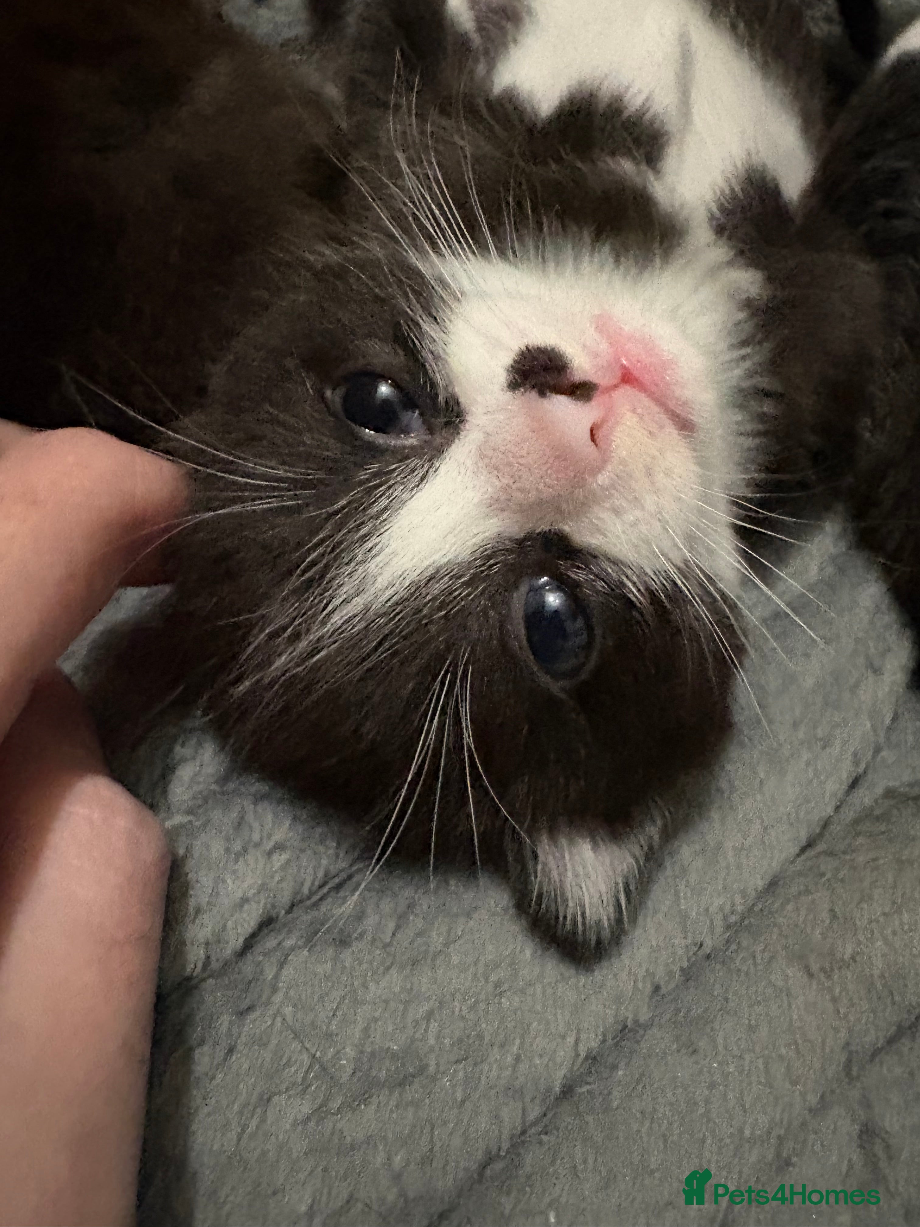 Ragdoll cats **1 Left** Ragdoll X Kittens  - Advert 4