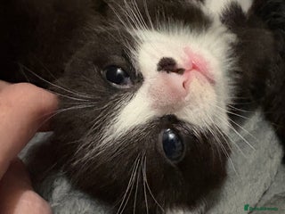 Ragdoll cats **1 Left** Ragdoll X Kittens - Advert 4