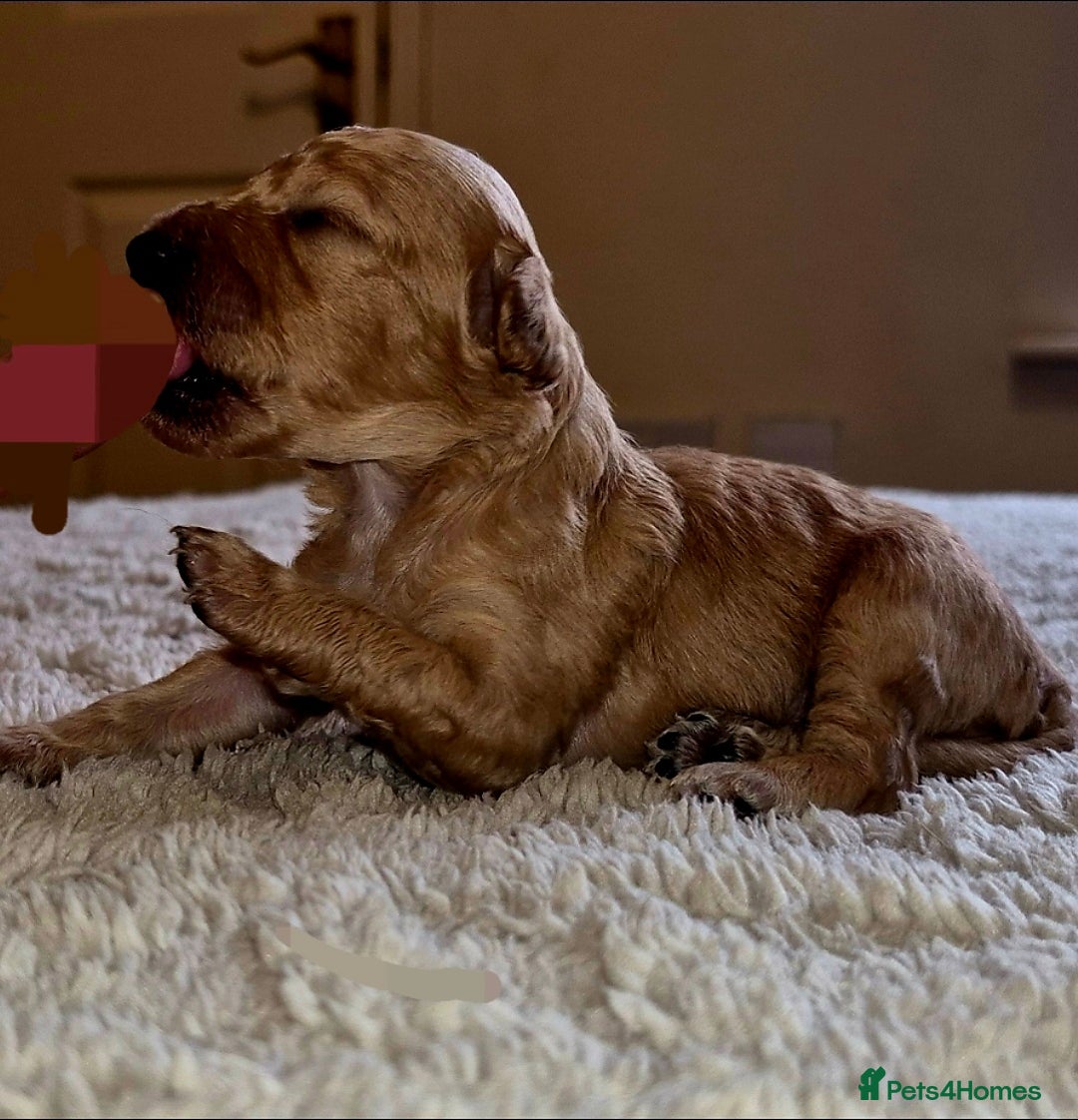 Cockapoo dogs for sale: Cockapoo puppies 🐶 - Image 10