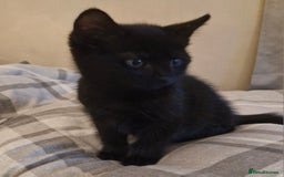 Mixed Breed cats for sale: Male kitten - Image 4