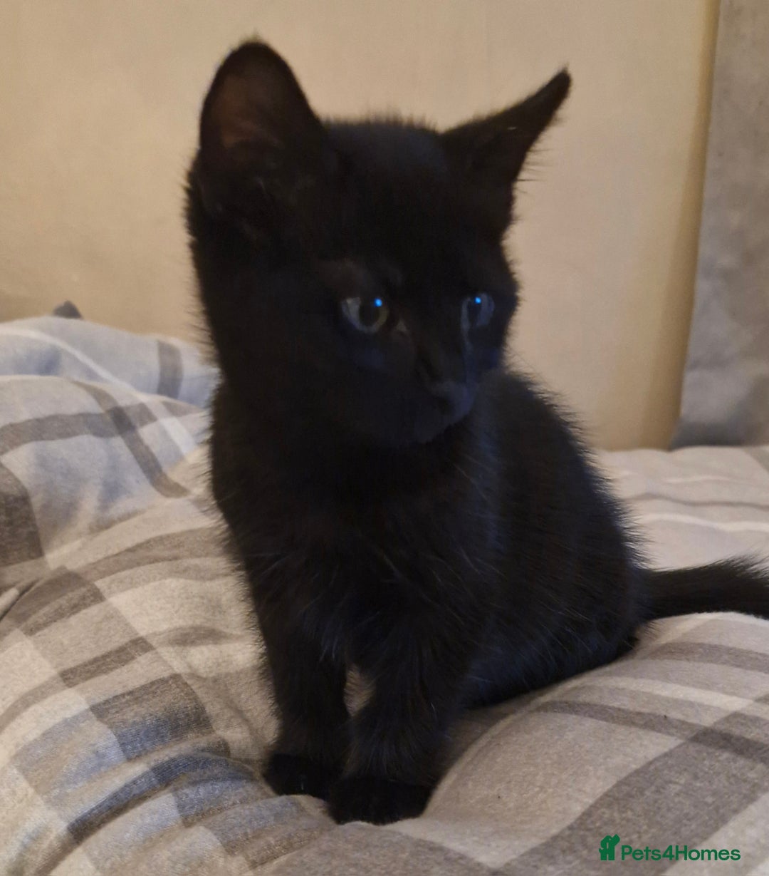 Mixed Breed cats for sale: Male kitten - Image 4