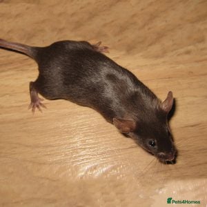 Mouse rodents Fancy Mice - Advert 1