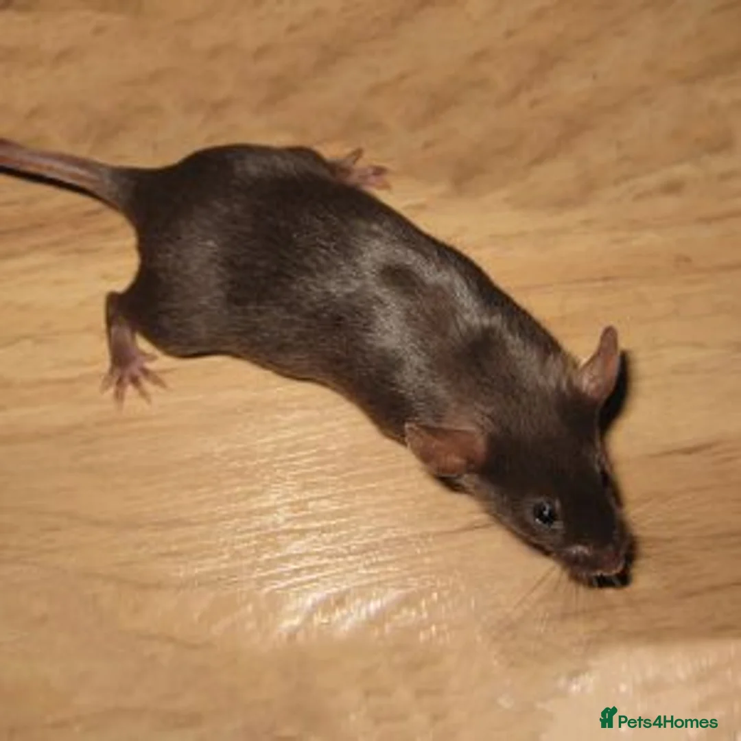 Mouse rodents for sale: Fancy Mice in London - Advert 1