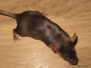 Mouse rodents Fancy Mice - Advert 6