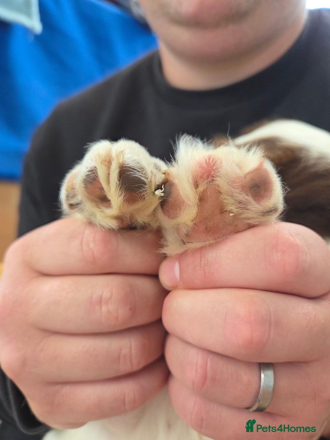 Sprollie dogs for sale: x1 Sprollie puppies ready to go 💙 - Image 15