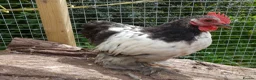 Chickens poultry for sale: Pekin Bantam Cockerels - Advert 14