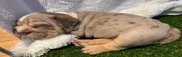 English Bulldog dogs for sale: BEAUTIFUL ENGLISH BULLDOGS  - Advert 27