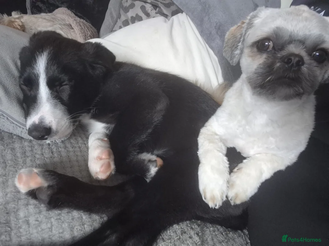 Border Collie dogs for sale: Male border collie in Hull - Advert 2